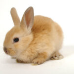 fluffy ginger bunny rabbit